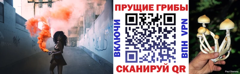Псилоцибиновые грибы Cubensis  Боровичи 